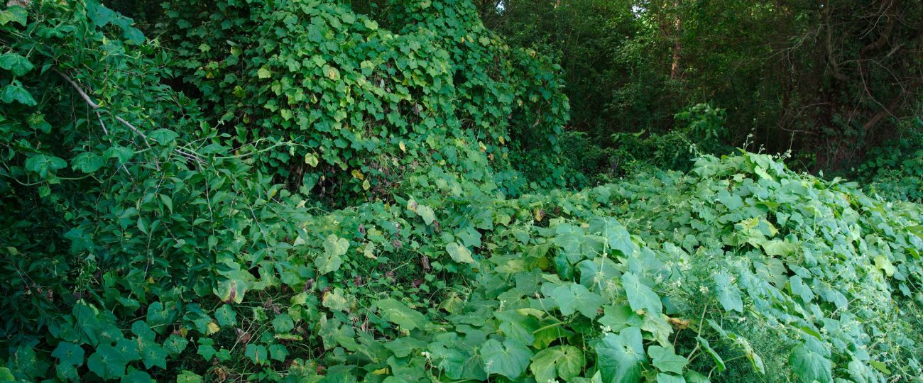 Should you eat invasive species? We asked an ecologist.