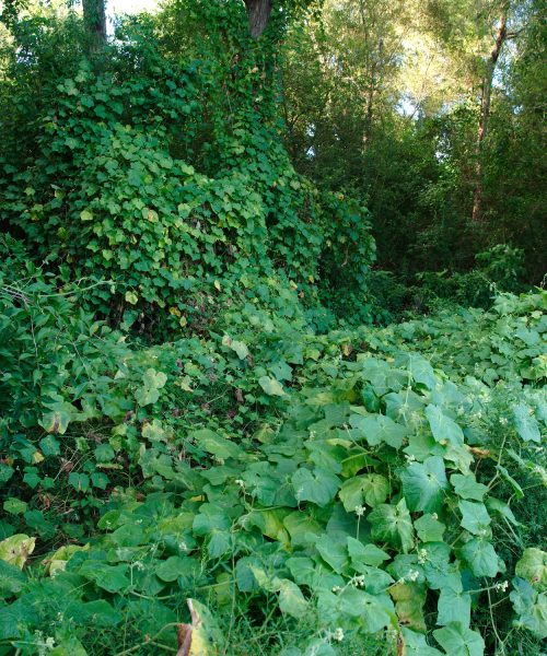 Should you eat invasive species? We asked an ecologist.