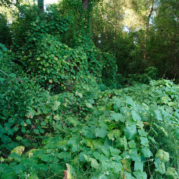 Should you eat invasive species? We asked an ecologist.