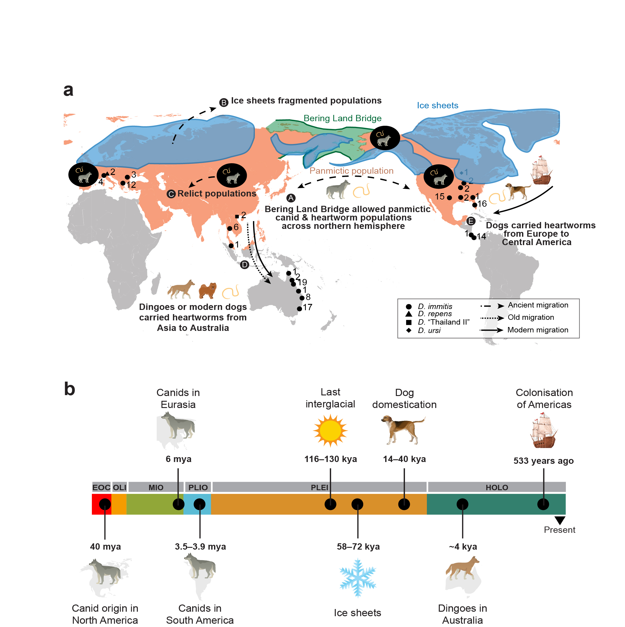 Graphic showing canid migrations and heartworm specimen sites