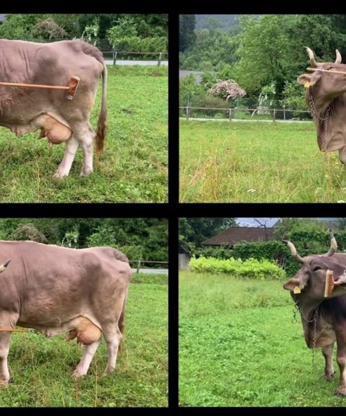 Veronika the Cow shocks scientists by using a tool