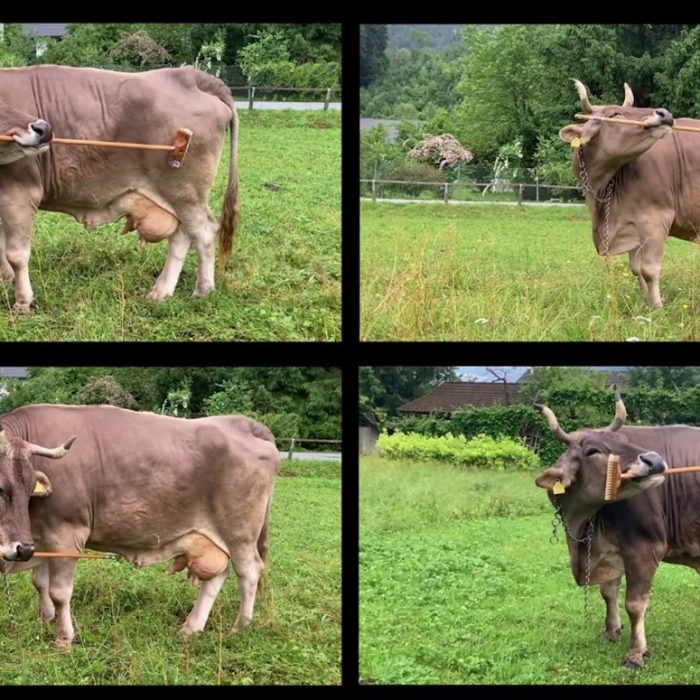 Veronika the Cow shocks scientists by using a tool