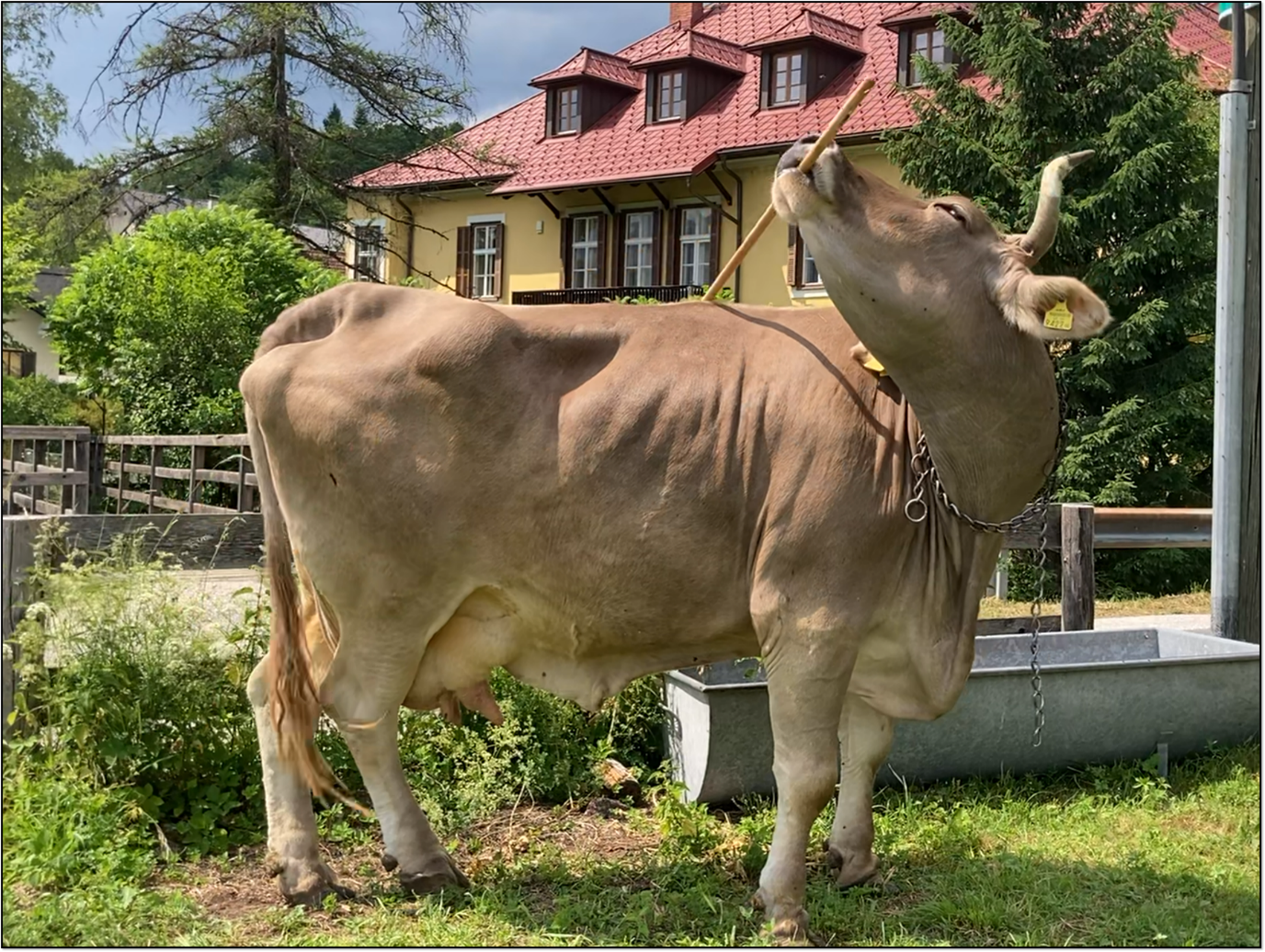 a cow using a broom to scratch herself with a building in the background