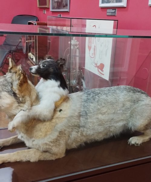 Human head transplants’ gory, Frankenstein-esque history