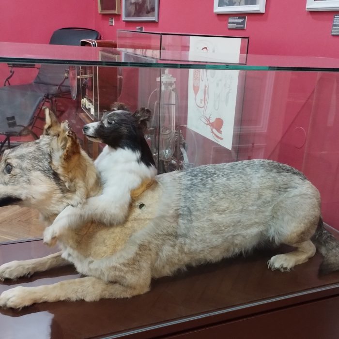 Human head transplants’ gory, Frankenstein-esque history