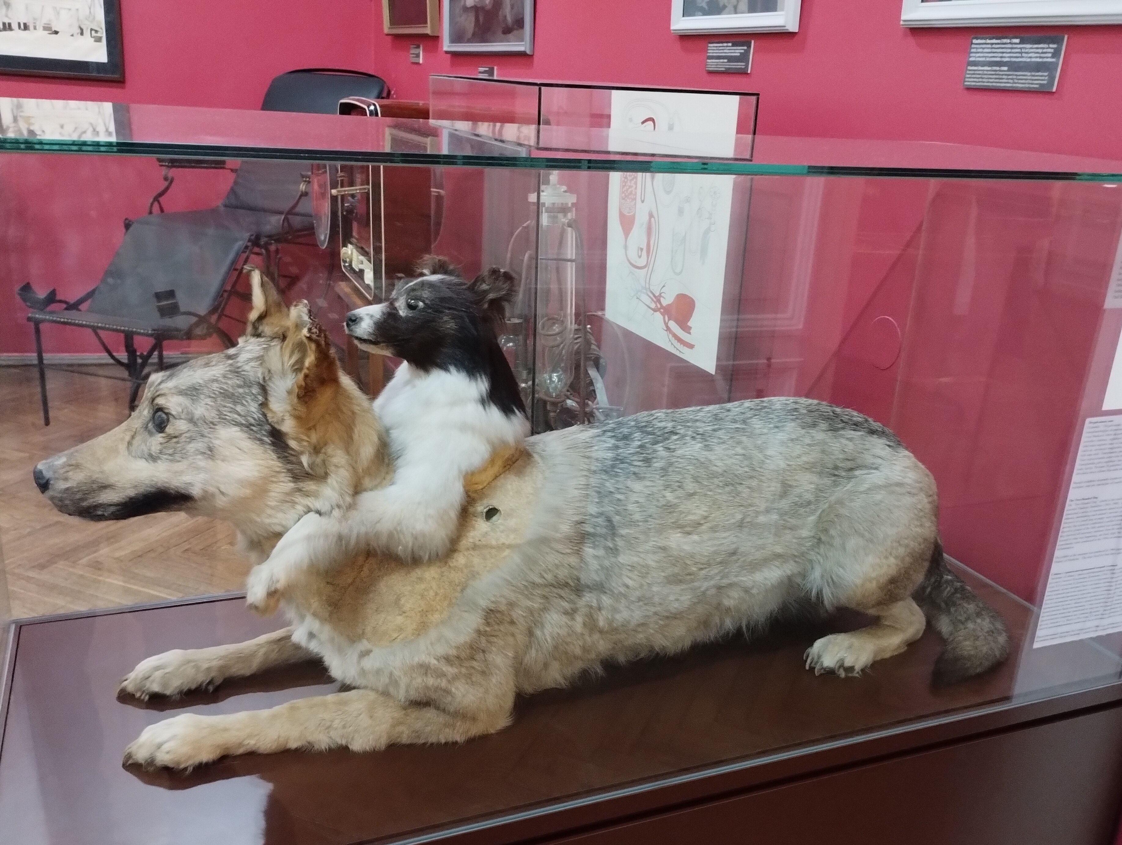 A taxidermy display in a museum case features a two-headed dog created by Soviet scientist Vladimir Demikhov. The large, light-brown dog is lying down, and the head and front legs of a smaller, black-and-white dog have been surgically grafted onto the side of its neck. In the background, there are red walls with framed medical diagrams and museum information plaques.