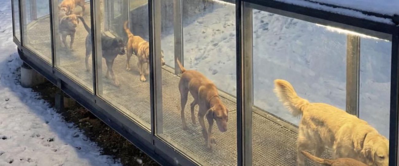 No, Hungary did not construct heated tunnels for its stray dogs