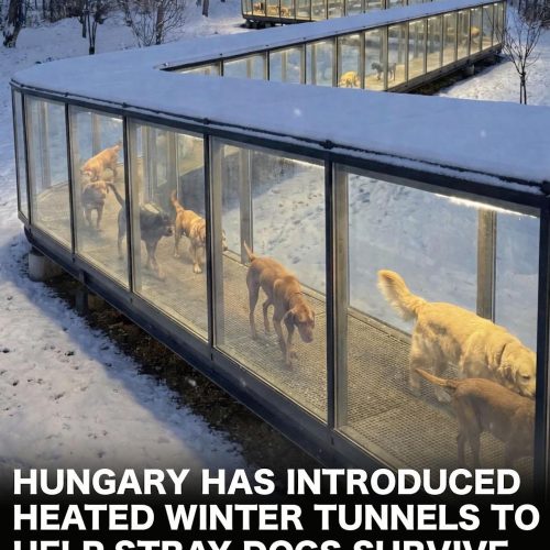 No, Hungary did not construct heated tunnels for its stray dogs