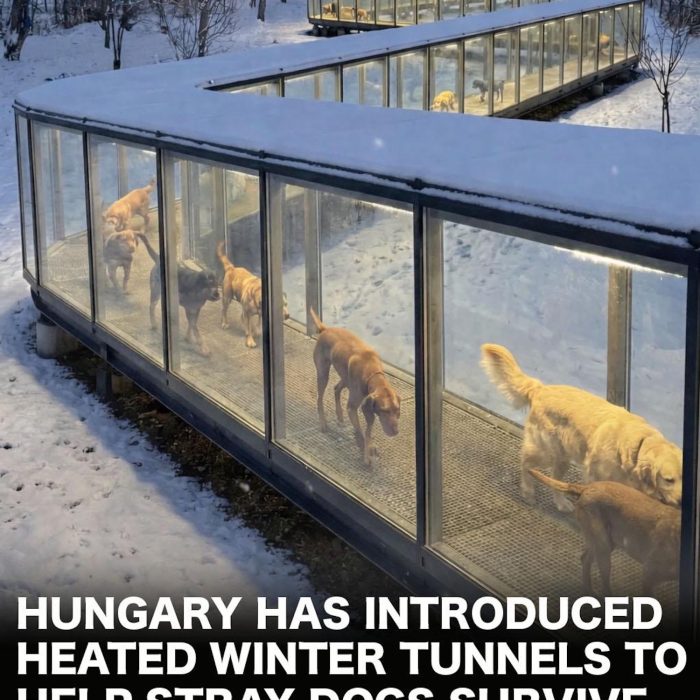 No, Hungary did not construct heated tunnels for its stray dogs
