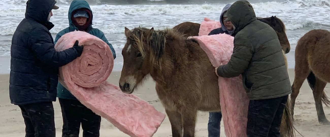 No, North Carolina’s wild horses were not wrapped in insulation