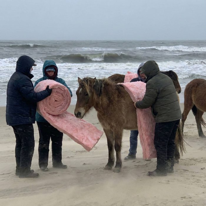 No, North Carolina’s wild horses were not wrapped in insulation
