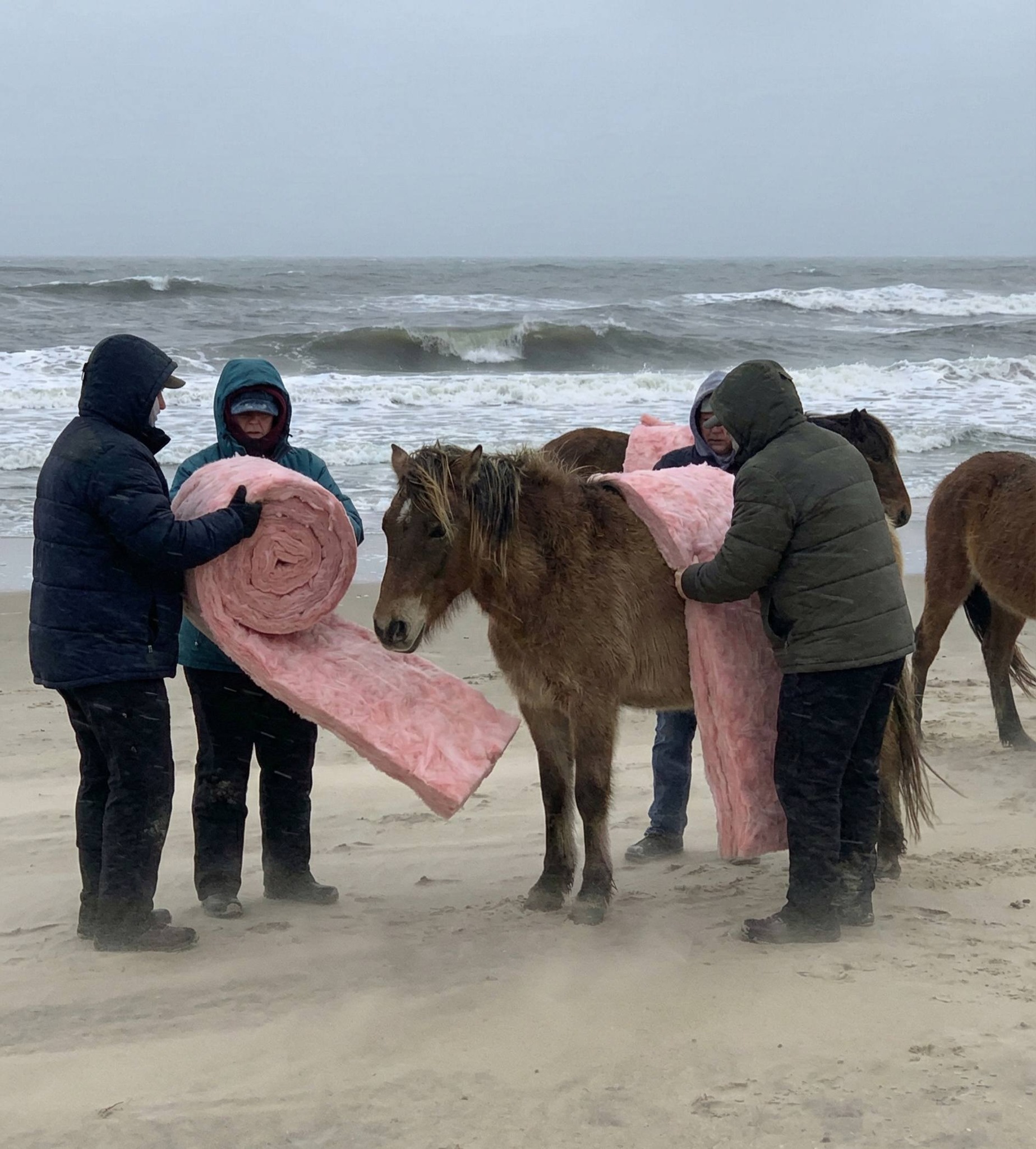 a fake image of a horse on a beach with four people wrapping it in pink insulation material