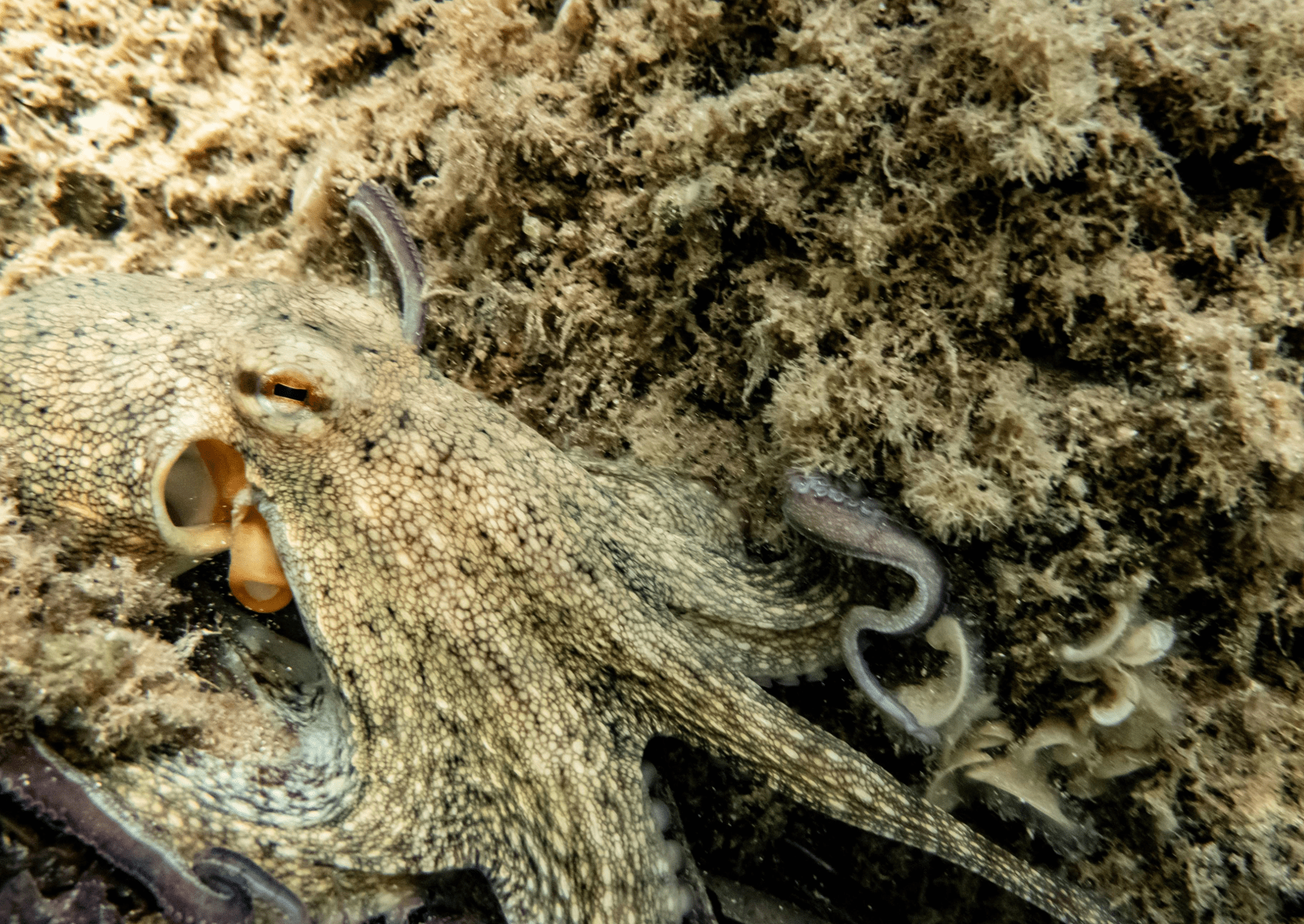 an octopus blending in with rocks