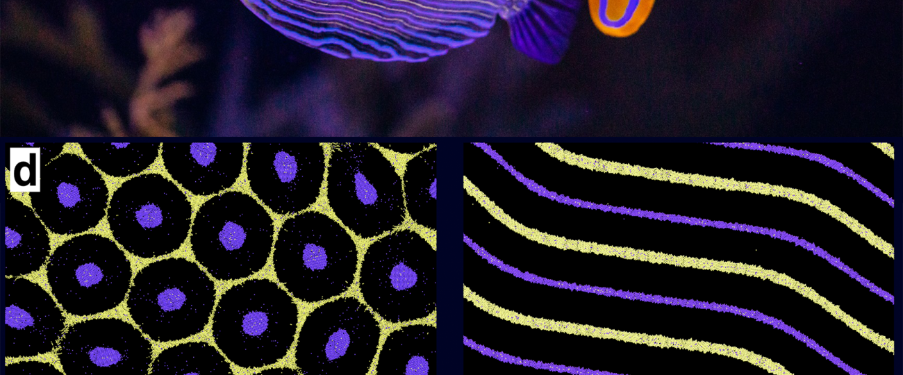 Why do animals have spots and stripes?