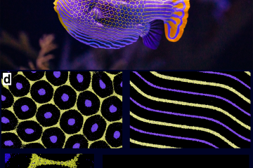 Why do animals have spots and stripes?