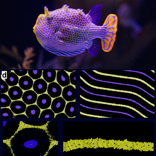 Why do animals have spots and stripes?