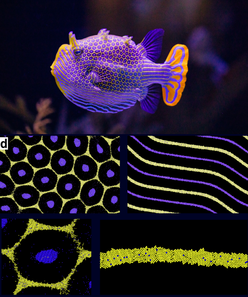 Why do animals have spots and stripes?