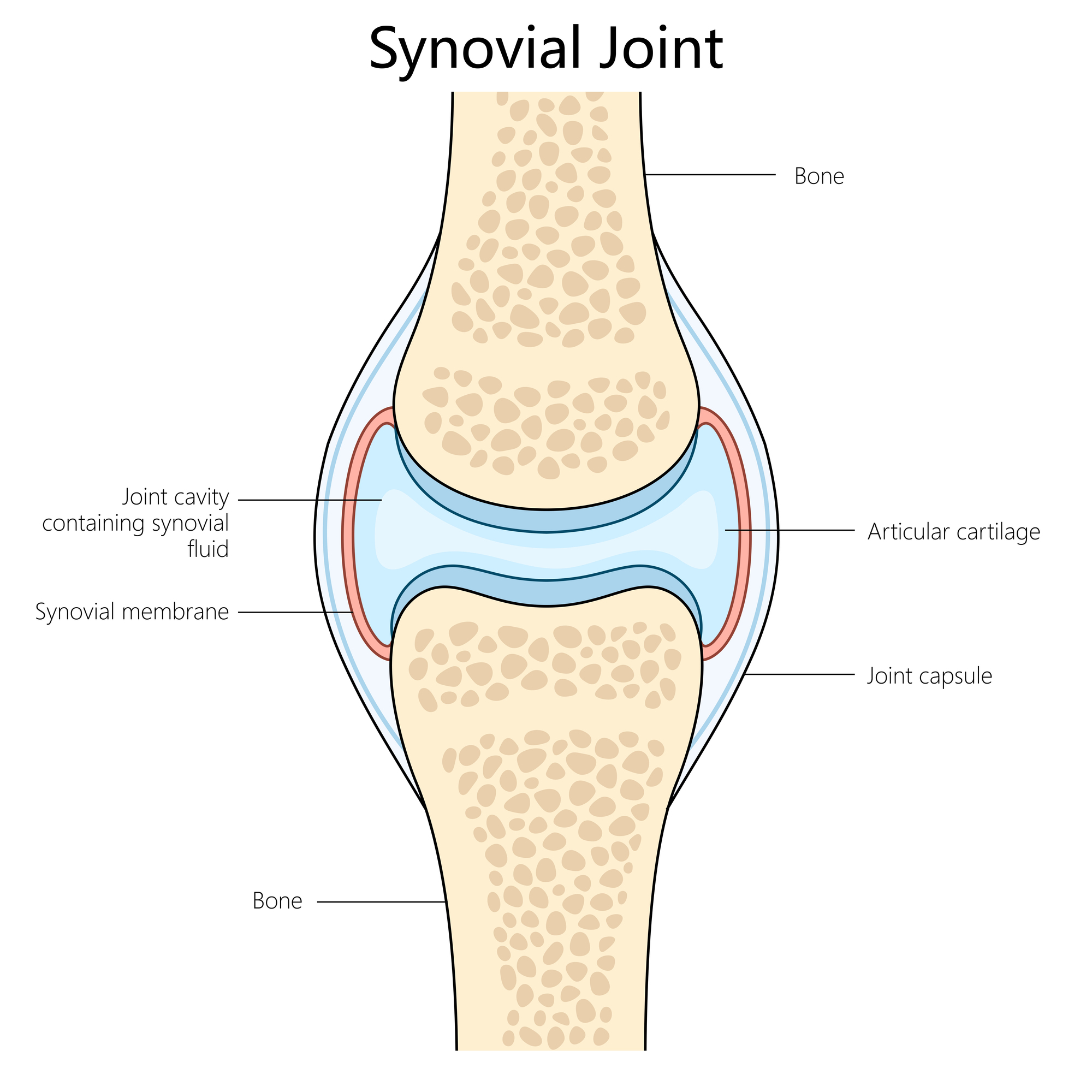 A diagram of a joint, showing how two bones come together with cartilage and synovial fluid. 