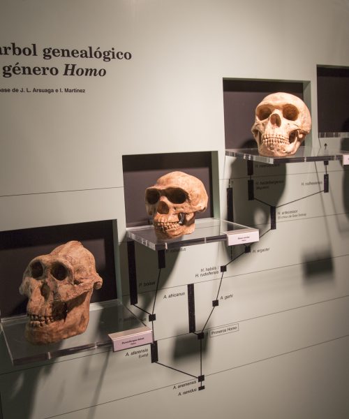 Why our ancestors had straight teeth without braces