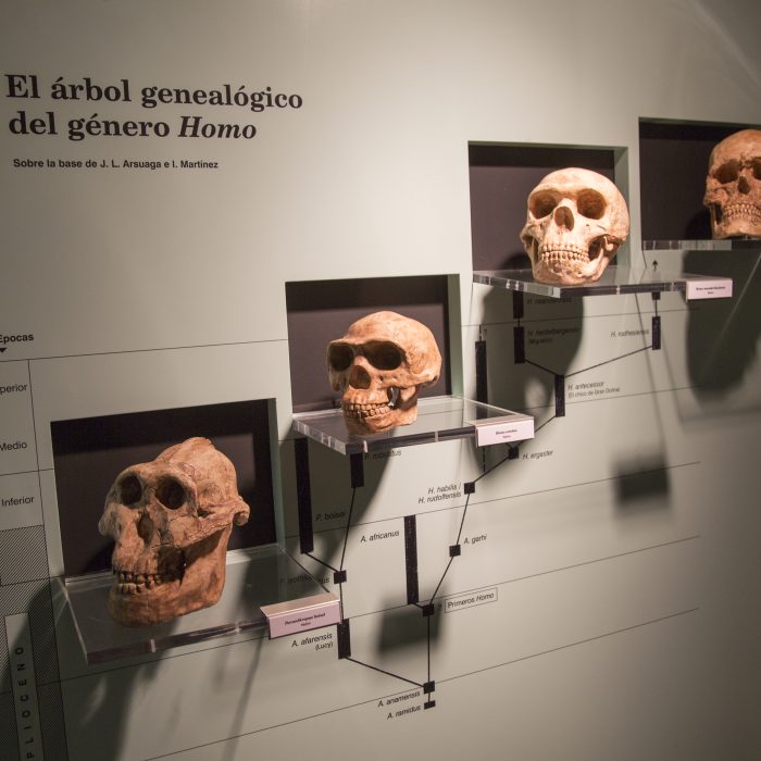 Why our ancestors had straight teeth without braces