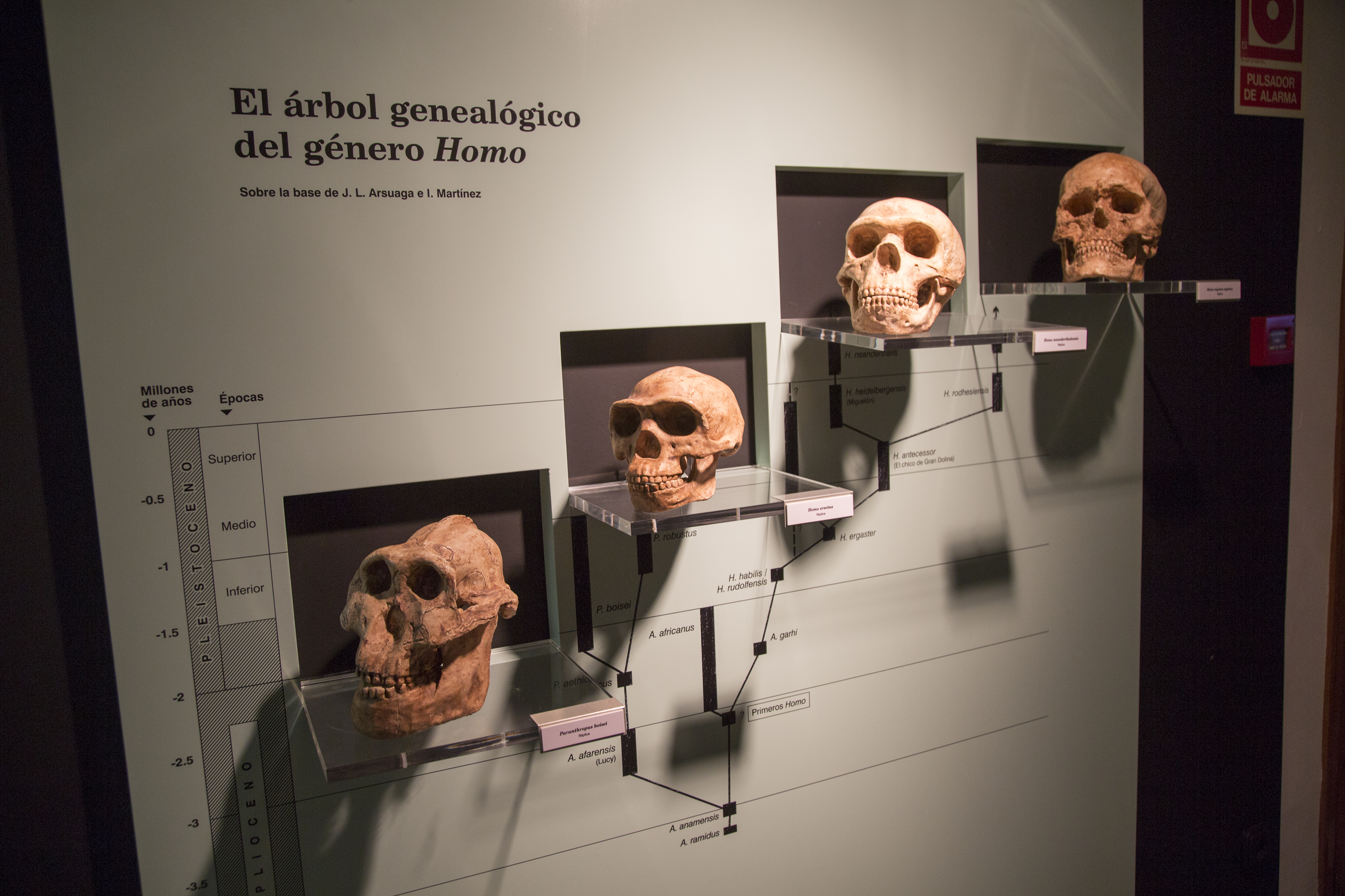 An educational museum display titled "El årbol genealógico del género Homo" (The genealogical tree of the genus Homo) at the Archaeological Museum of Jerez de la Frontera, Spain. The exhibit features a large, light-green wall graphic illustrating a human evolutionary timeline and family tree. Four replica hominid skulls are mounted on transparent acrylic shelves at different heights, corresponding to their chronological appearance in the fossil record. Bottom Left: A primitive skull with a heavy brow ridge and prominent jaw (Australopithecus). Center: A slightly more rounded skull sitting higher on the timeline (Homo erectus). Top Right: Two skulls represent later species, including Homo neanderthalensis and Homo sapiens at the highest point. The background includes a vertical axis measuring time in millions of years, ranging from 3.5 million years ago to the present, divided into the Pliocene and Pleistocene epochs. Lines connect the various species names printed on the wall to show evolutionary relationships.