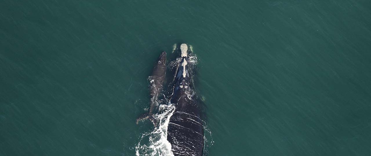 2026 is off to a hopeful start for these critically endangered whales