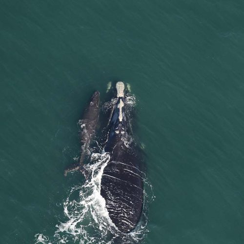 2026 is off to a hopeful start for these critically endangered whales