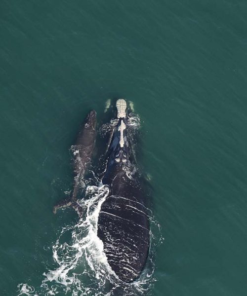 2026 is off to a hopeful start for these critically endangered whales