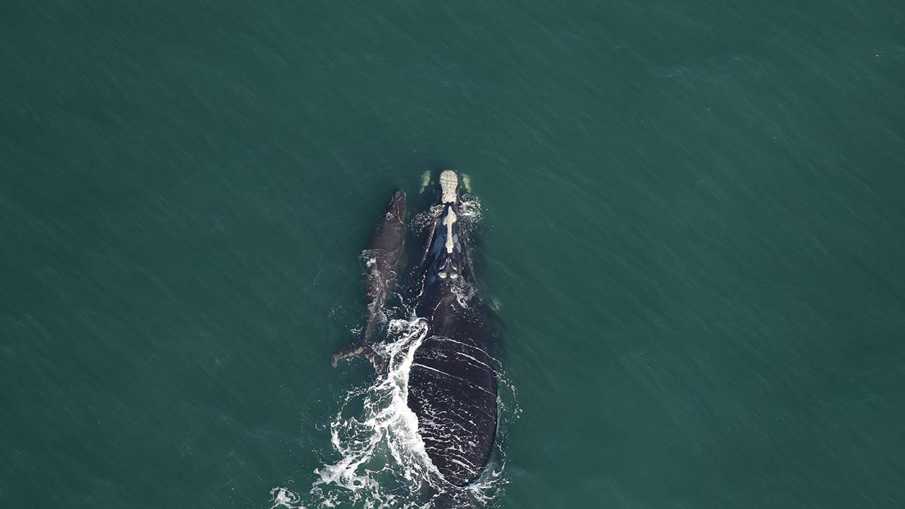 a whale mother and calf