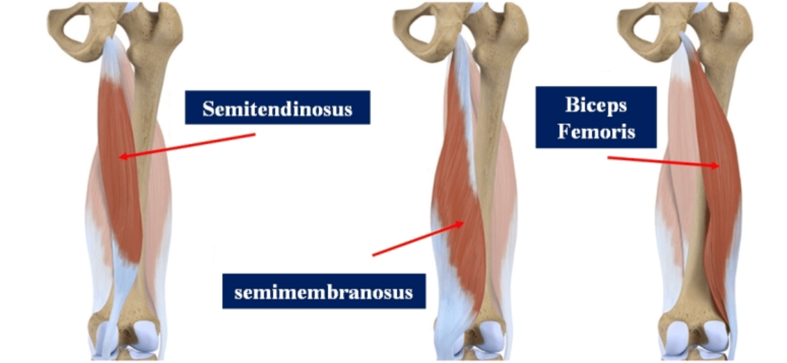 hamstring muscles