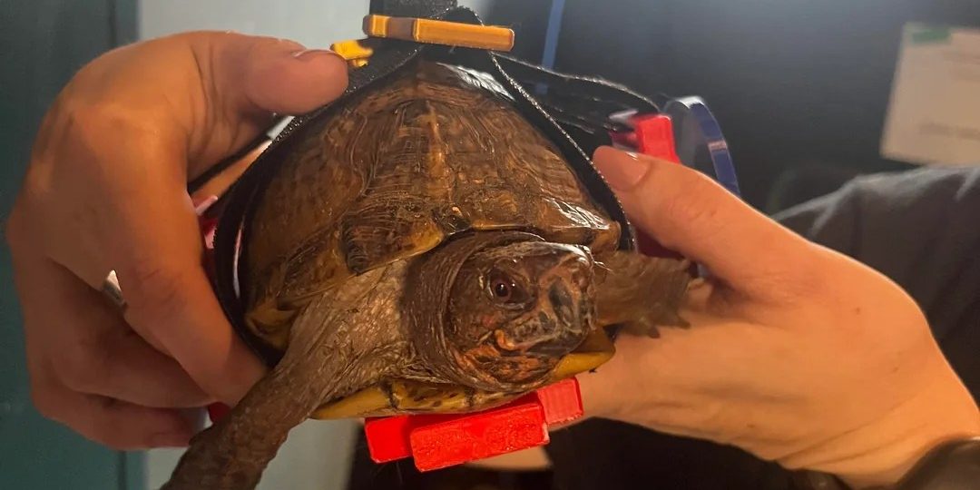 A 3D-printed wheelchair is helping this turtle walk again