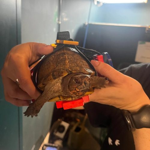 A 3D-printed wheelchair is helping this turtle walk again