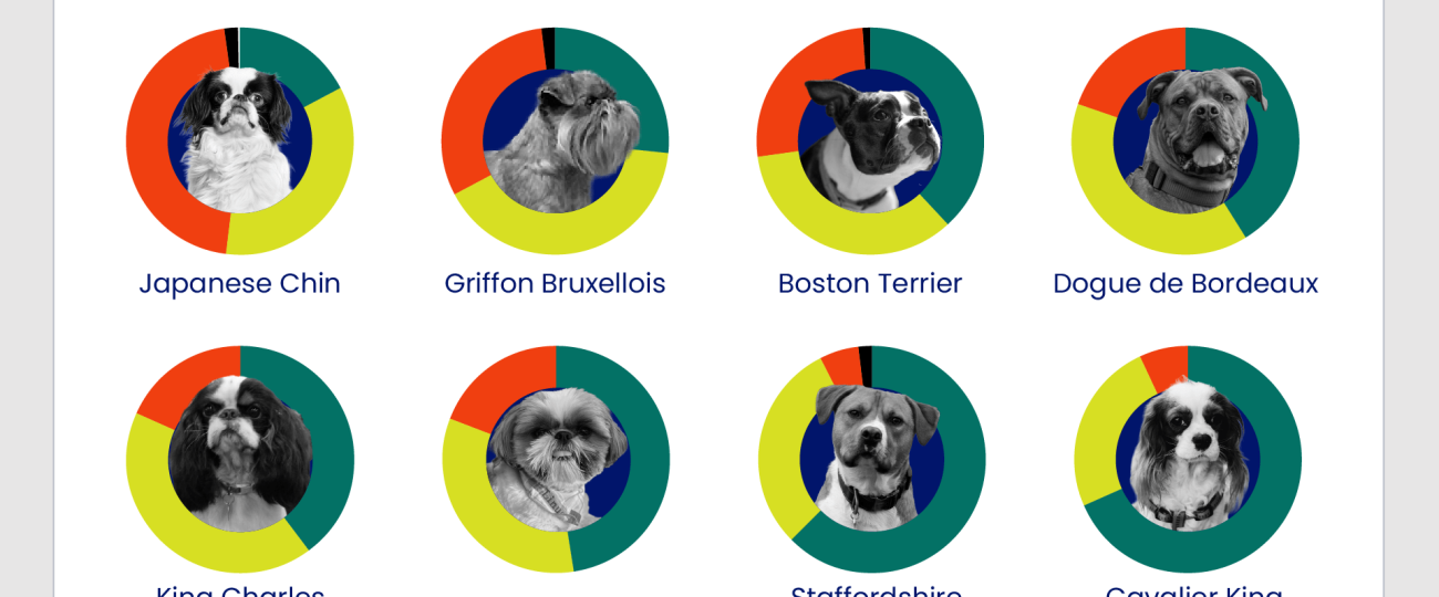 Chihuahua, boxer, and 10 other dog breeds at risk of breathing troubles