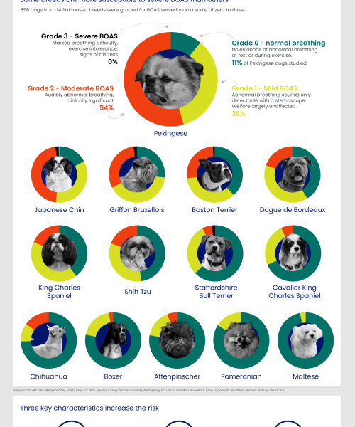 Chihuahua, boxer, and 10 other dog breeds at risk of breathing troubles