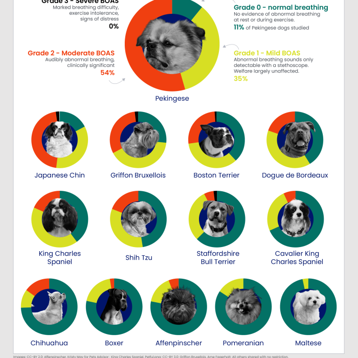 Chihuahua, boxer, and 10 other dog breeds at risk of breathing troubles