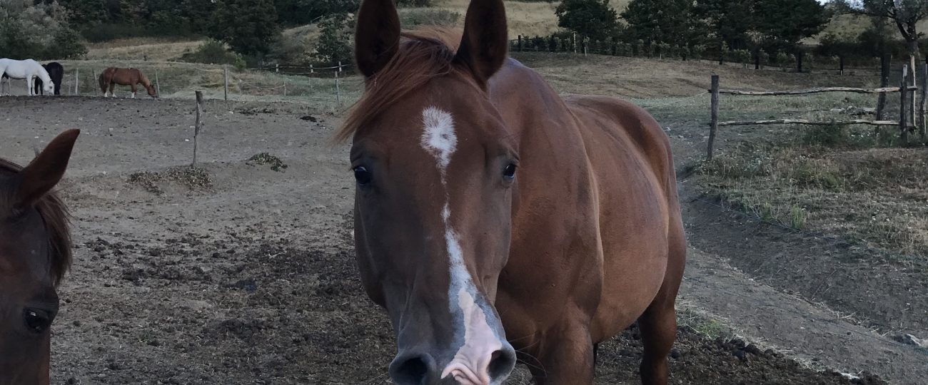 Horse whinnies are weirder than they sound