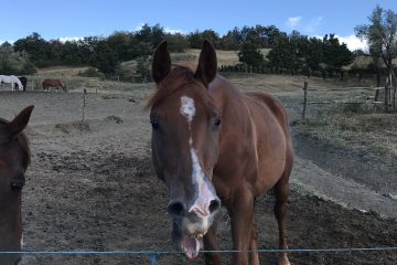 Horse whinnies are weirder than they sound