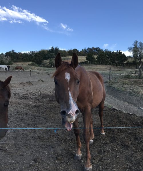 Horse whinnies are weirder than they sound