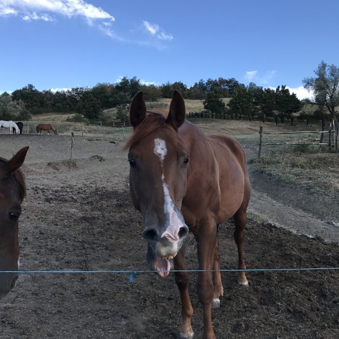 Horse whinnies are weirder than they sound
