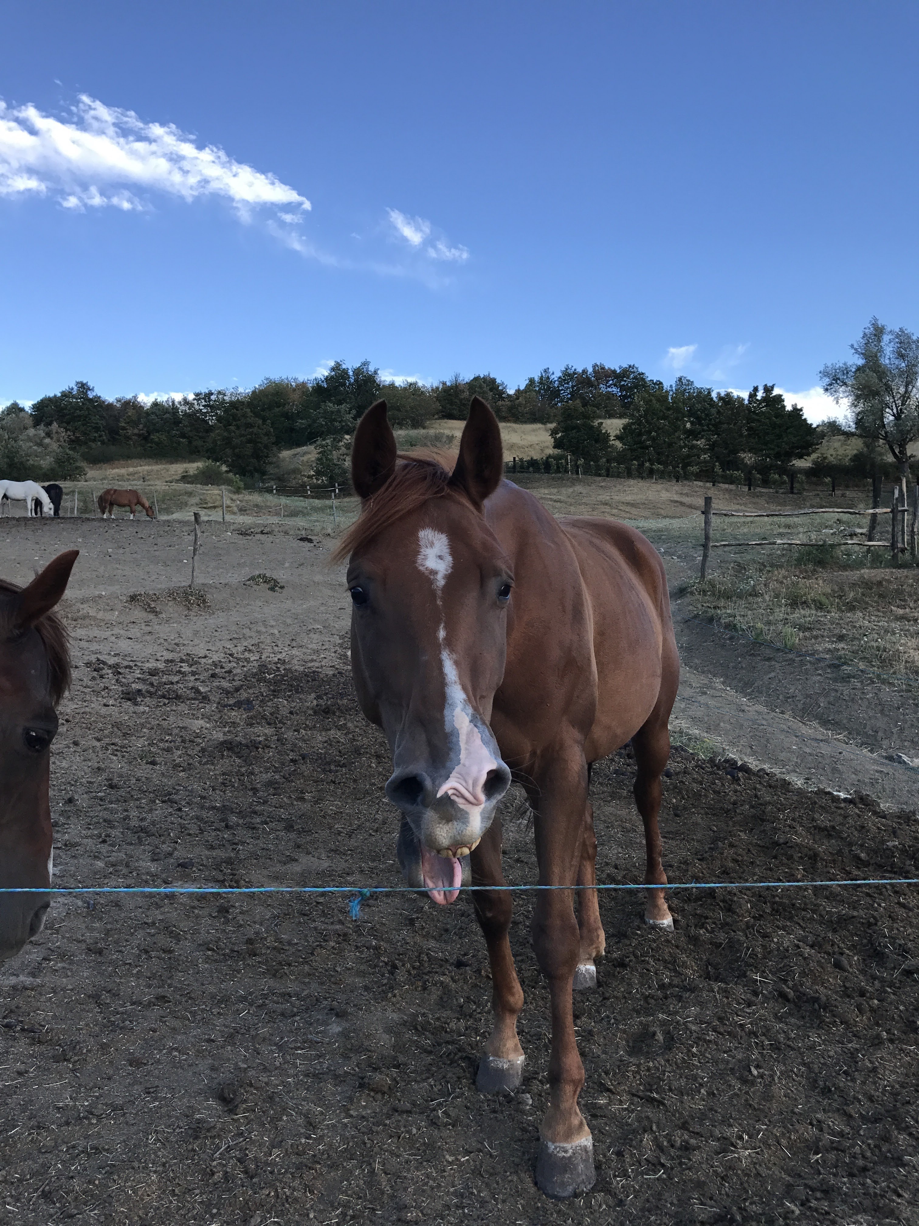a horse standing in a field with its mouth open