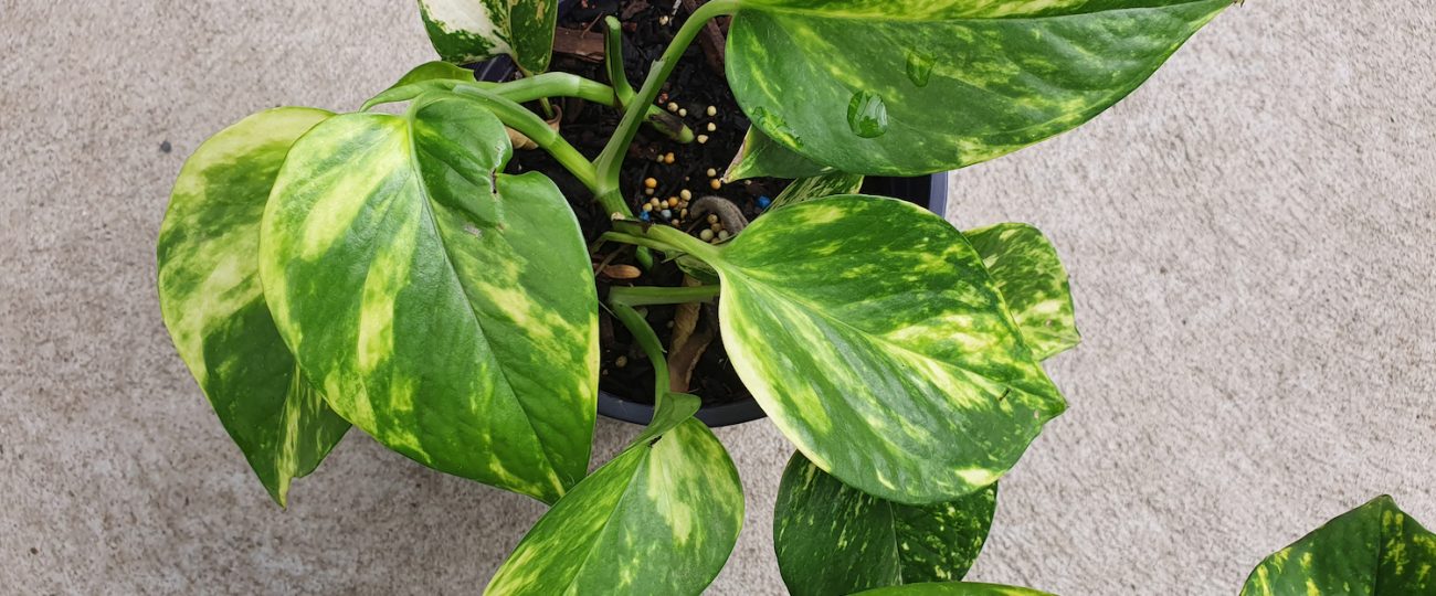 How much light houseplants actually need