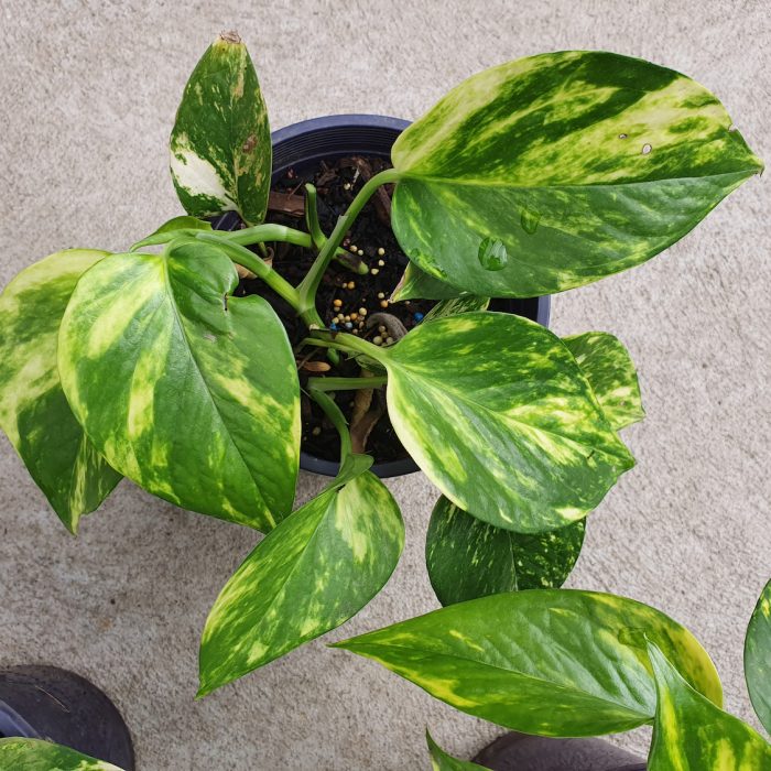 How much light houseplants actually need