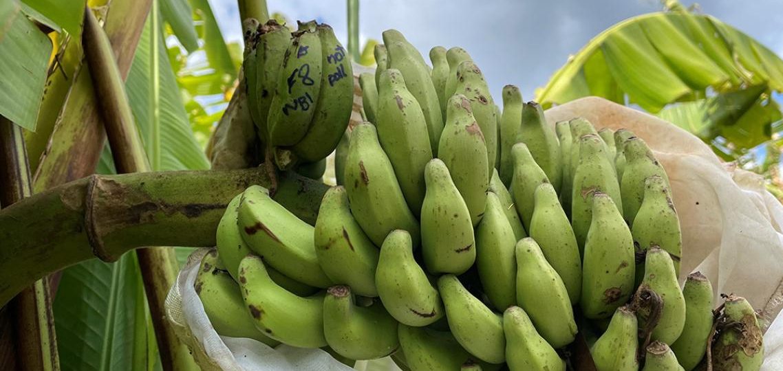 New discovery could help stop banana extinction