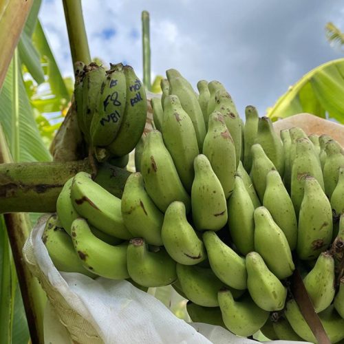 New discovery could help stop banana extinction