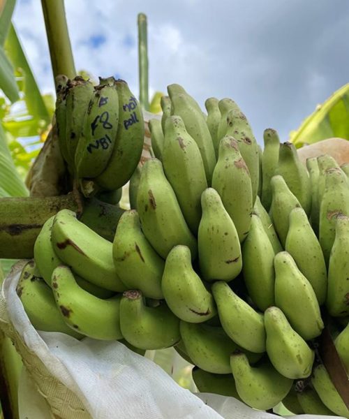 New discovery could help stop banana extinction