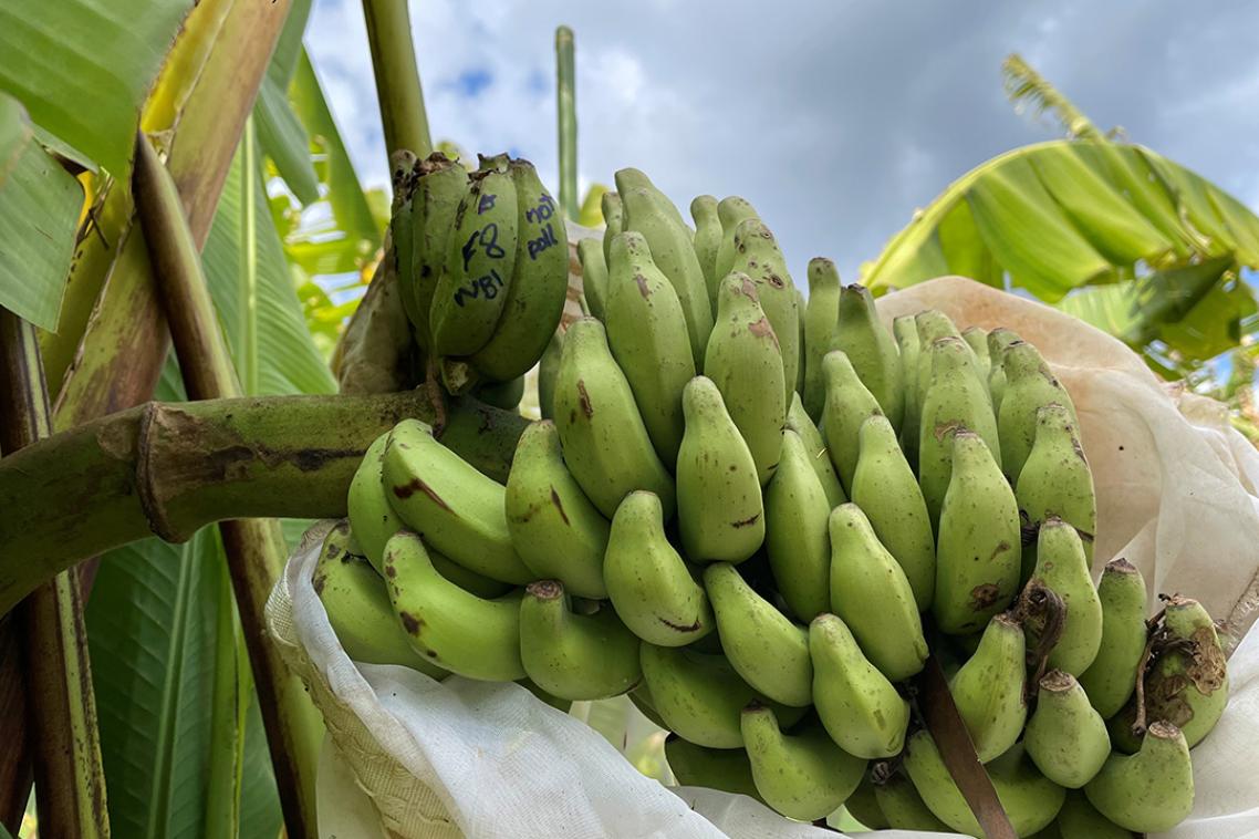 green bananas on a tree