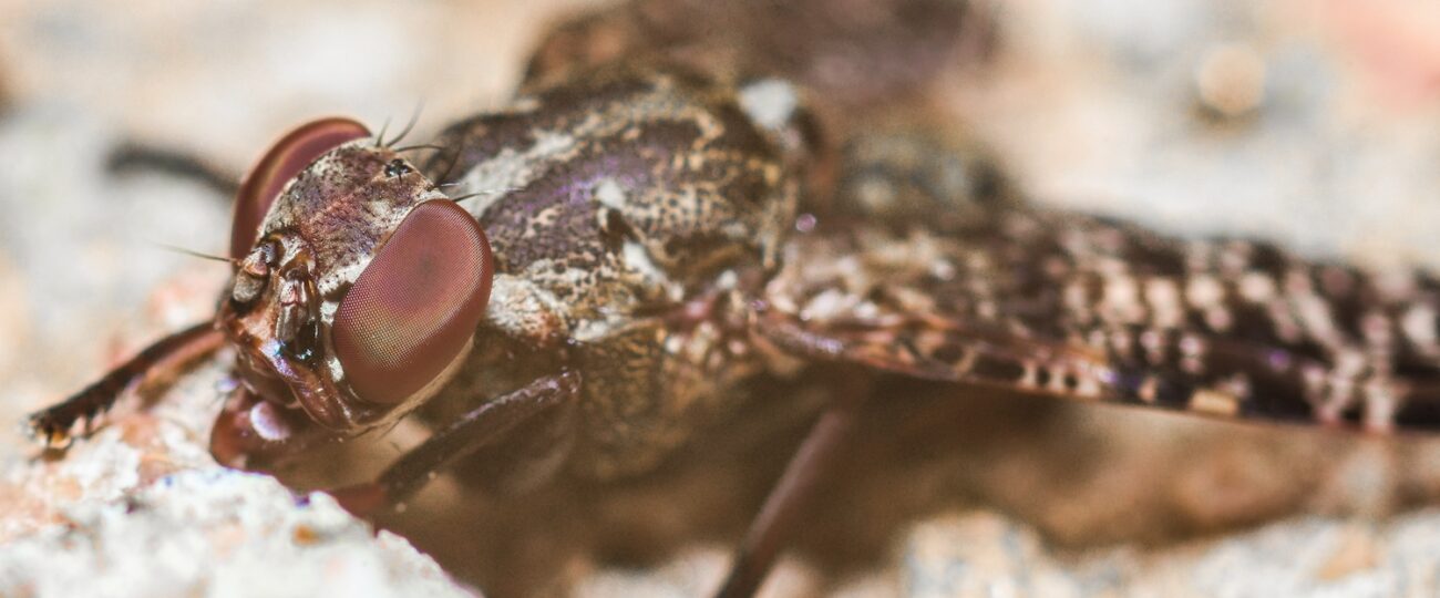 Parasitic sleeping sickness creates ‘invisibility cloak’ to hide in humans for years