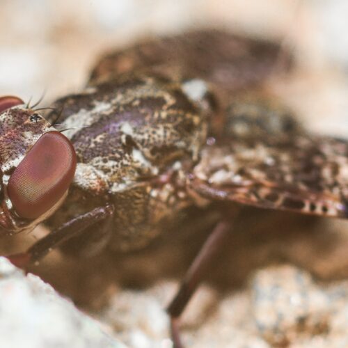 Parasitic sleeping sickness creates ‘invisibility cloak’ to hide in humans for years