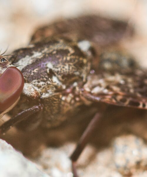 Parasitic sleeping sickness creates ‘invisibility cloak’ to hide in humans for years