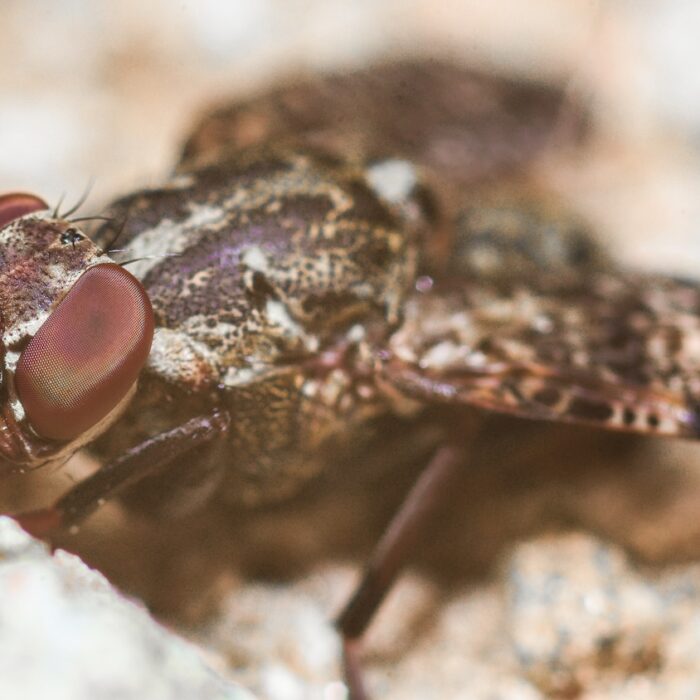 Parasitic sleeping sickness creates ‘invisibility cloak’ to hide in humans for years